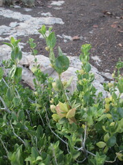 Petalidium giessii image