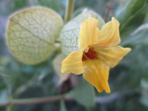 Image of Petalidium giessii by no rights reserved