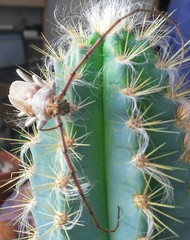 Gnaphalodes trachyderoides