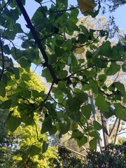 Montanoa guatemalensis