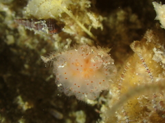 Colonial Sesquirt photo 2