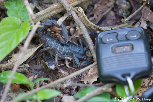 Thorellius wixarika