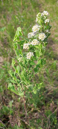 Scalloped spirea (Spiraea crenata)