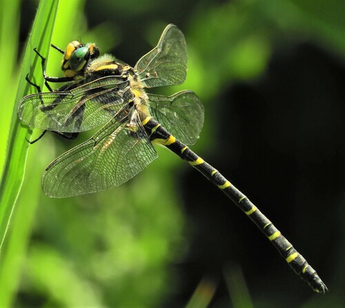 Golden-ringed Dragonfly, Netherlands, photo 10 of 10