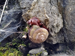 Monadenia infumata callidina