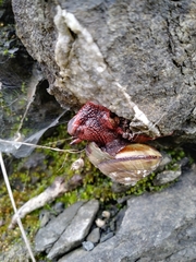 Monadenia infumata callidina