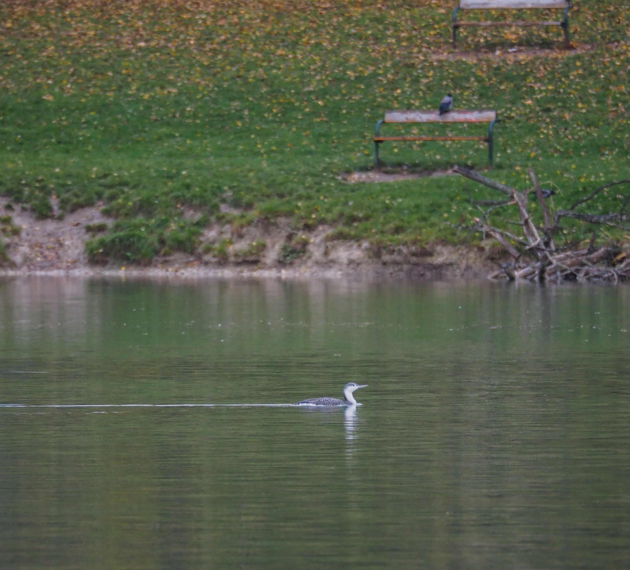 Red-throated Loon
