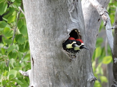 Melanerpes formicivorus angustifrons