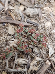 Euphorbia dallachyana