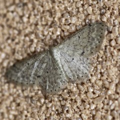 Idaea pilosata
