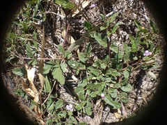 Boerhavia dominii