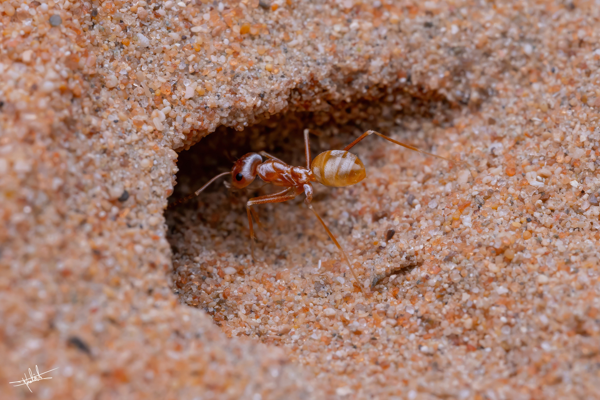 Cataglyphis sabulosa