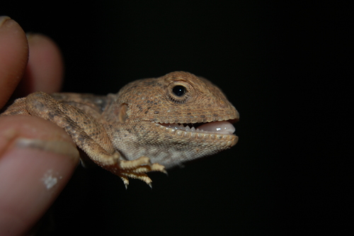 North East African Desert Agama