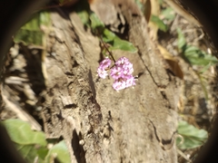 Boerhavia dominii