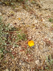 Eschscholzia androuxii