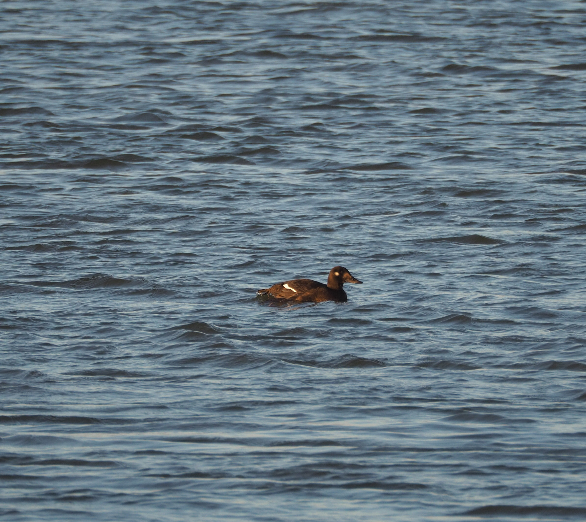 Velvet Scoter