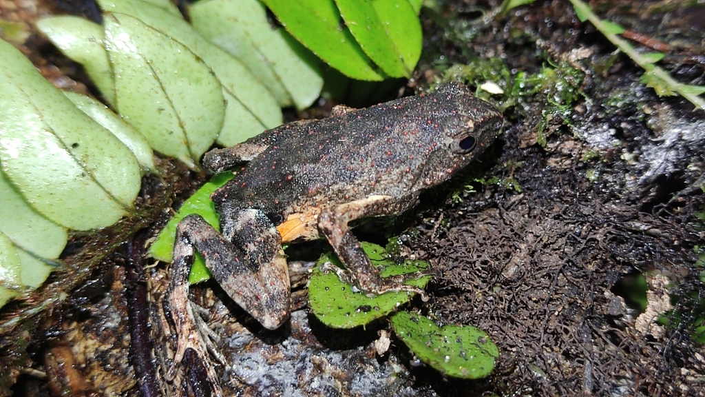 Painted Forest Toadlet in February 2022 by Wildlife Tours Peru ...