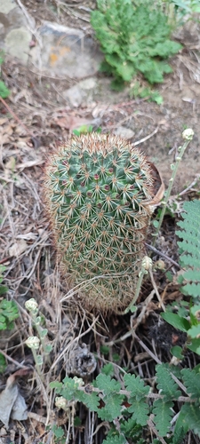 Mammillaria duoformis