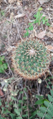 Mammillaria duoformis
