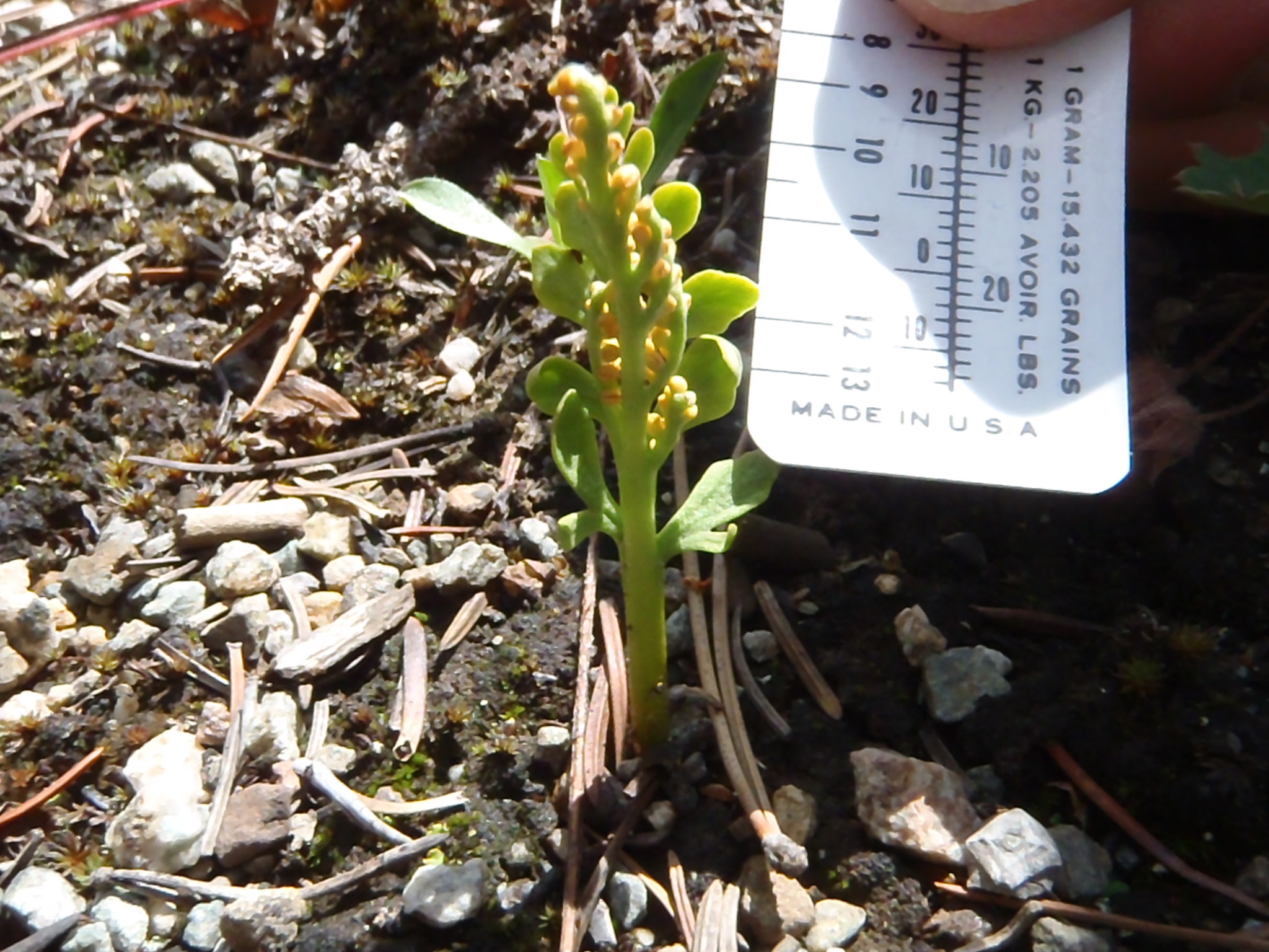 Botrychium echo