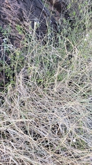 Image of Digitaria eriantha