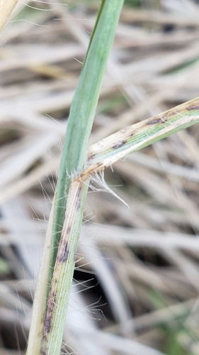 Digitaria eriantha image