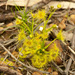 Grassland Sundew - Photo (c) Miguel de Salas, some rights reserved (CC BY-SA), uploaded by Miguel de Salas
