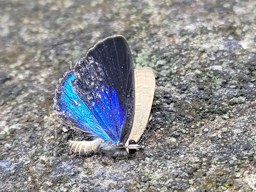 Dark Cerulean photo 3