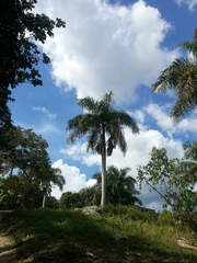 Roystonea borinquena