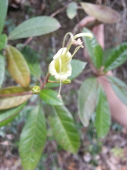 Gesneria pedunculosa