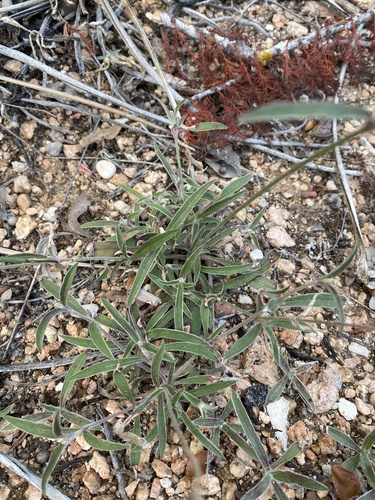 Froelichia gracilis iNat (3)