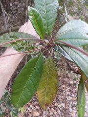Gesneria pedunculosa