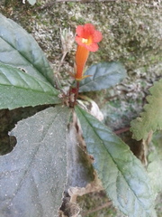 Gesneria cuneifolia
