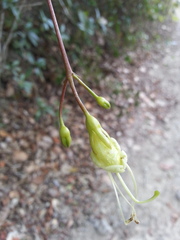 Gesneria pedunculosa