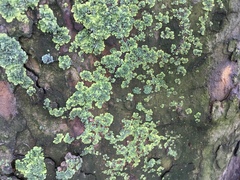 Xanthoria parietina