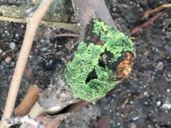 Xanthoria parietina