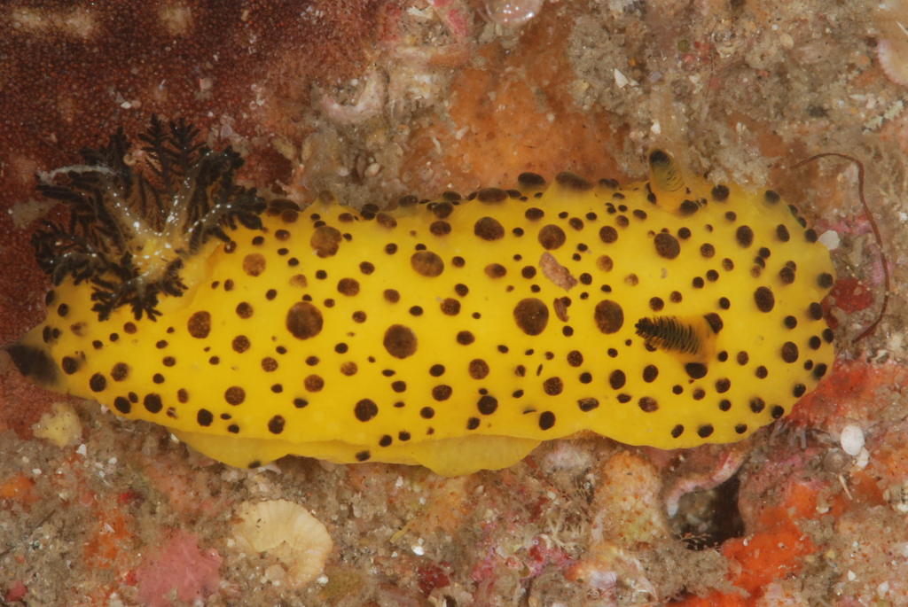 Pineapple True Dorid