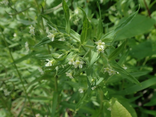 kamienka lekárska (Lithospermum officinale)