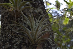 Tillandsia