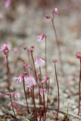 Utricularia tenella