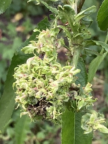 Stenacis triradiata nuotrauka