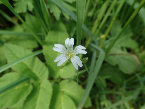 rožec roľný (Cerastium arvense)