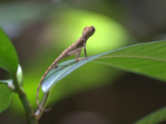 Anolis fuscoauratus