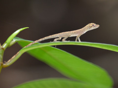 Anolis fuscoauratus