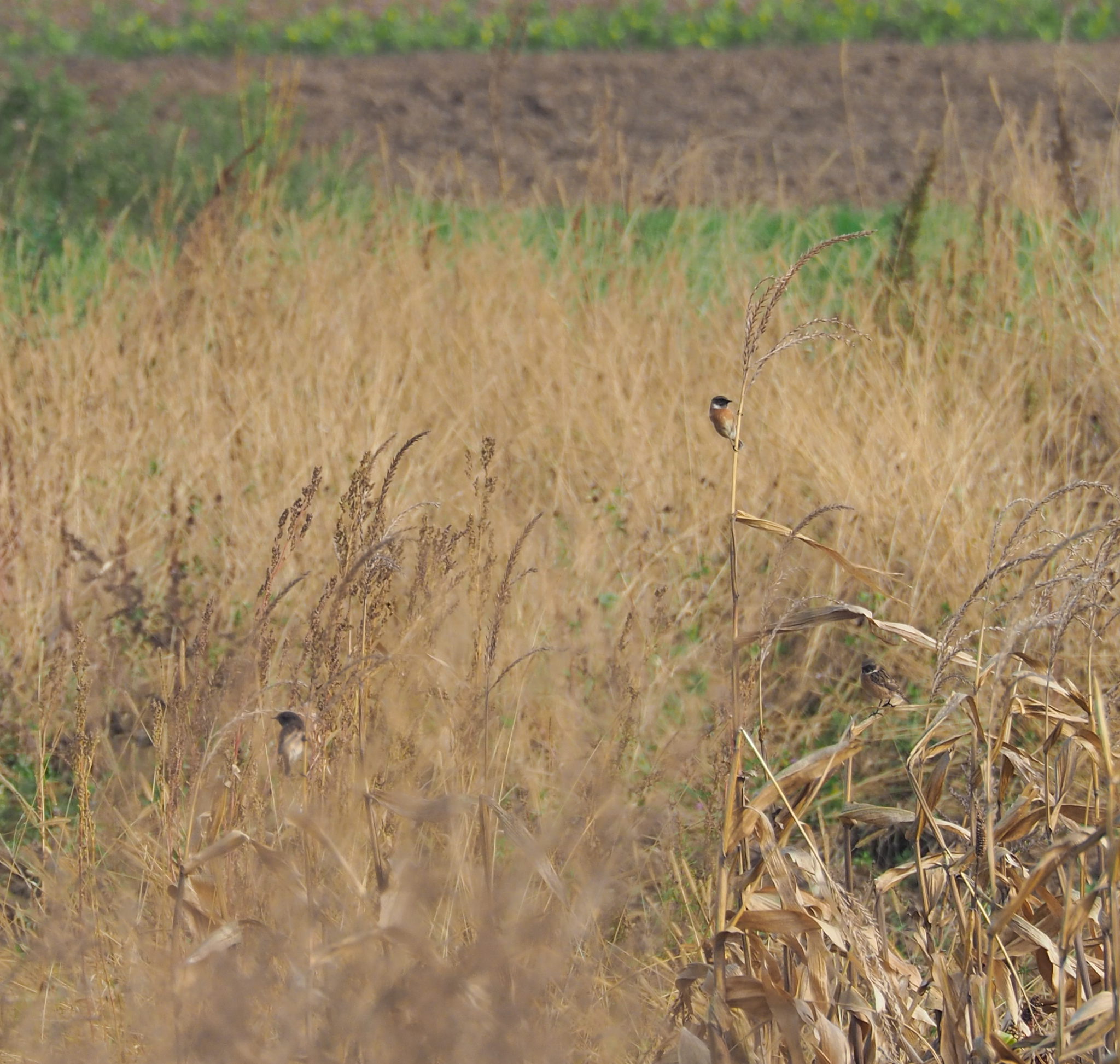 European Stonechat