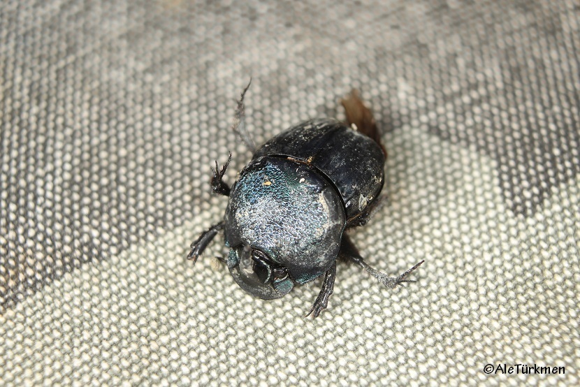 Burrowing Dung Beetles from La Noria, Nay., México on November 30, 2018 ...