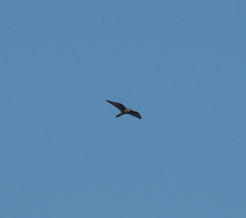Falco cherrug