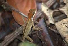 Enyalius