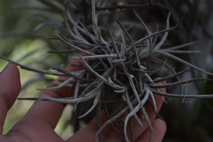 Tillandsia recurvata