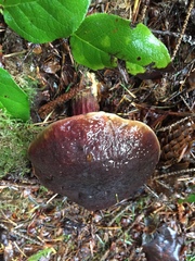 Xerocomellus zelleri